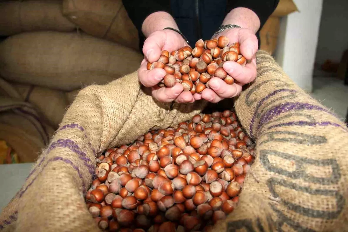 giresunda findik fiyatlari haftayi 315 liradan kapadi nGgghWLY