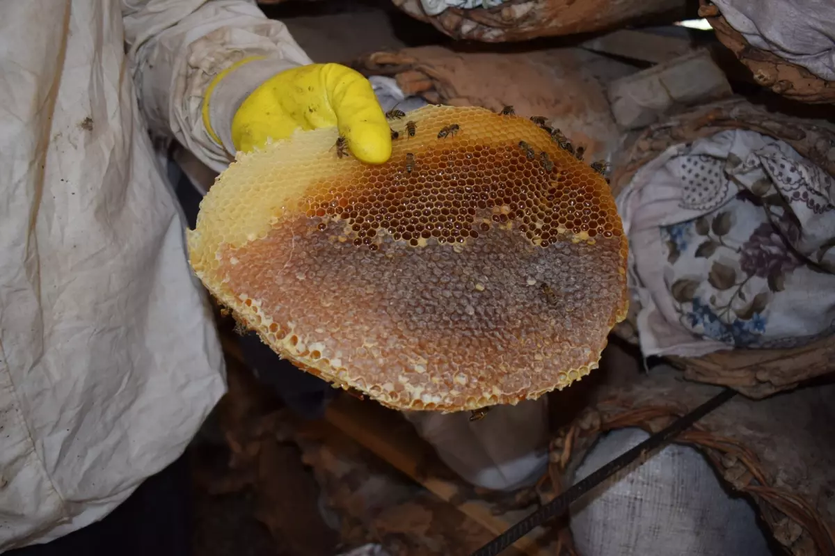 sasonda geleneksel kara kovan ariciligi Xr6wRMHU