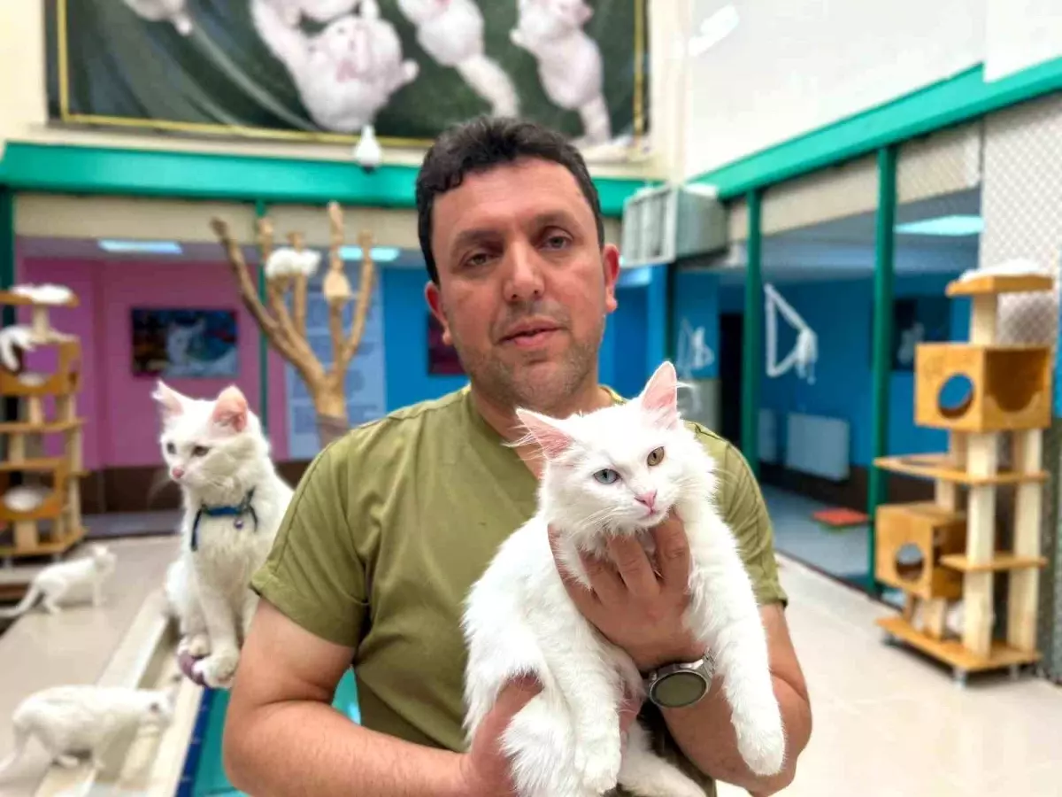 Van Kedilerine Ömrünü Adamış: Mehmet Atar Bayır van kedilerine omrunu adamis mehmet atar bayir MBy1A8pp.jpg