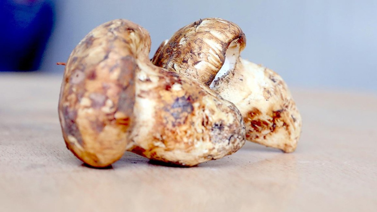 adanada sedir mantari cikti japonlar yogun ilgi gosteriyor mRYEM85M.jpg