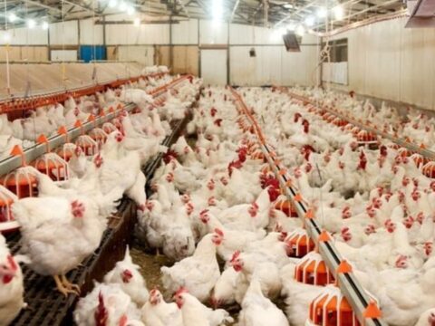 Adana’nın Lades Markası İflas Etti, İcra İhaleye Çıkarıldı