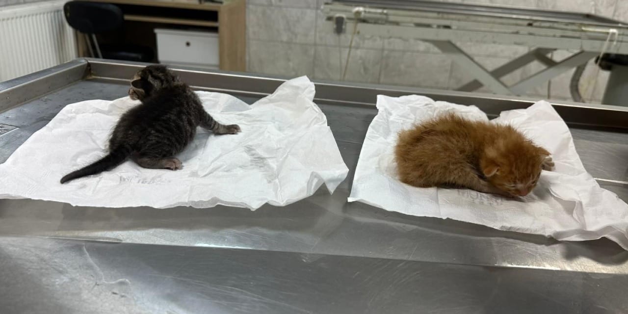 Kalbi Duran Yavru Kediler, Süt Anne ile Yeniden Hayata Tutundu