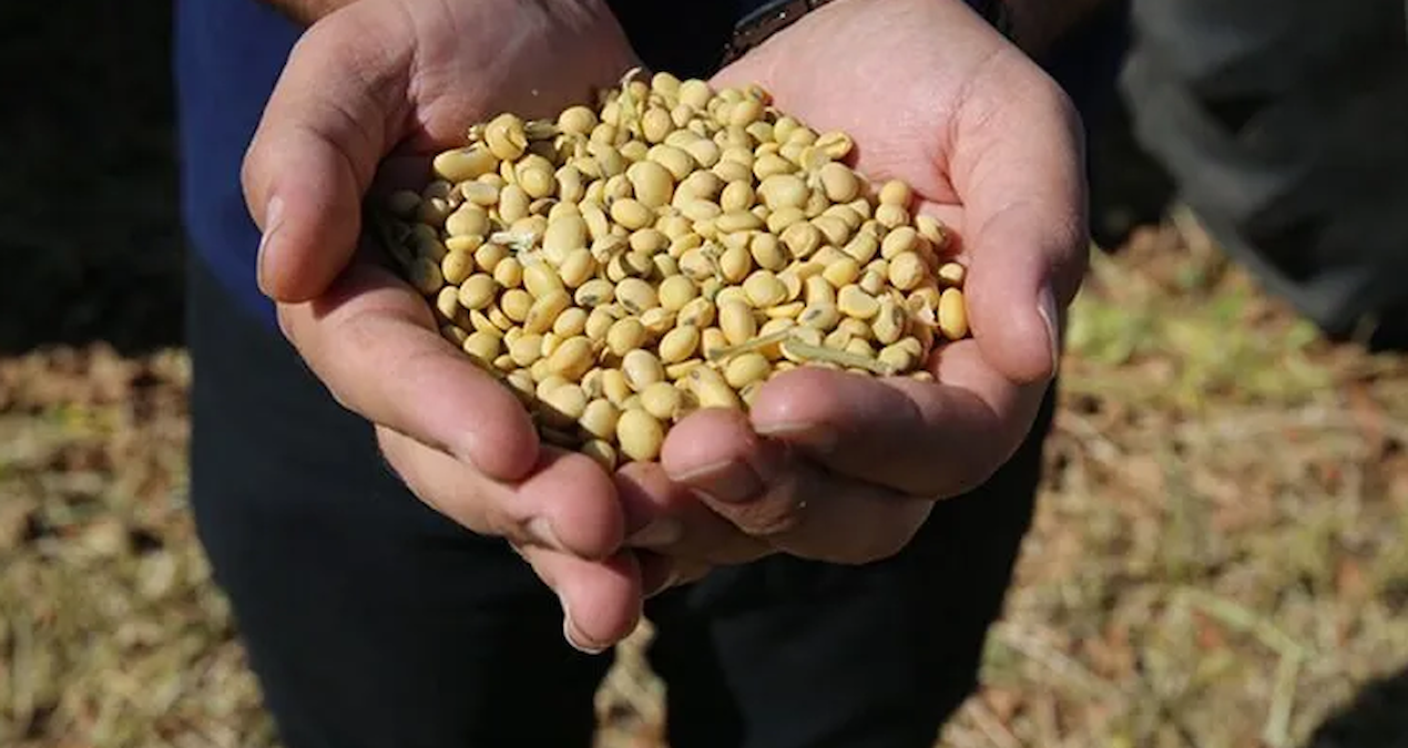 Soya fasulyesi fiyatlari 26 ayin en yuksek seviyesini gordu ysyYPquq